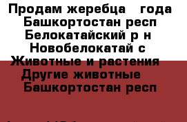 Продам жеребца 2 года - Башкортостан респ., Белокатайский р-н, Новобелокатай с. Животные и растения » Другие животные   . Башкортостан респ.